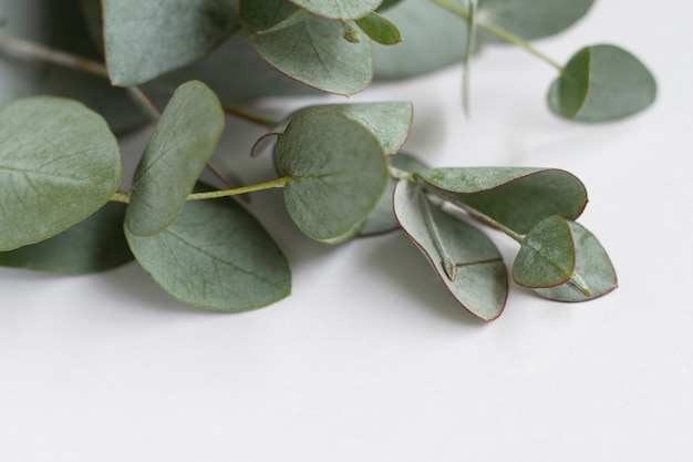 Elegant eucalyptus background