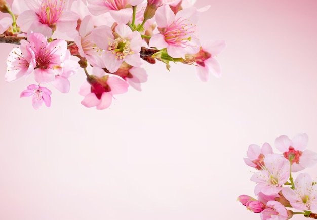 elegant flower backgrounds with a touch of natural beauty