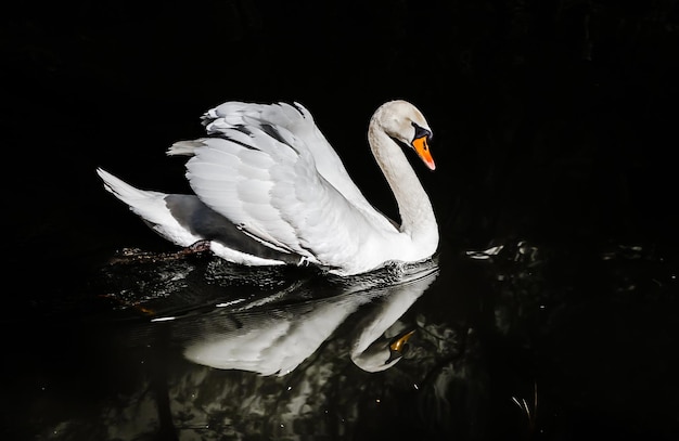 Elegant graceful white swan on the water isolated black background