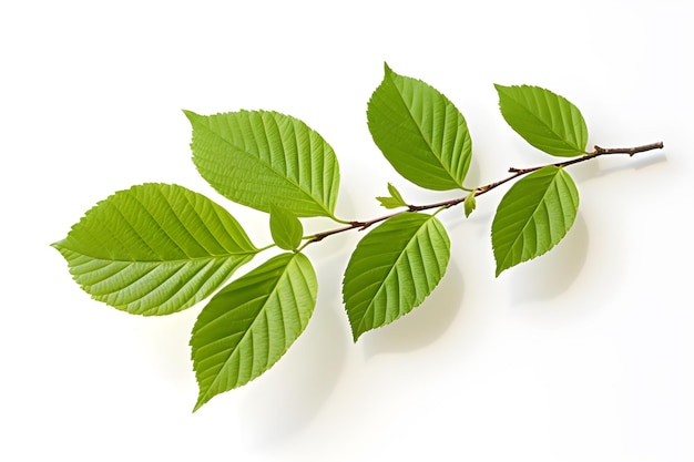 Elegant green Dogwood Branch in spring