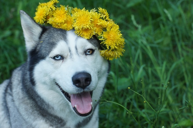 Elegant husky hondenras met een krans van paardebloemen.