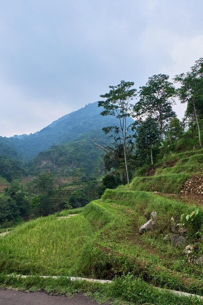 Elegant landschap met netjes uitgelijnd rijstvelden op de heuvel