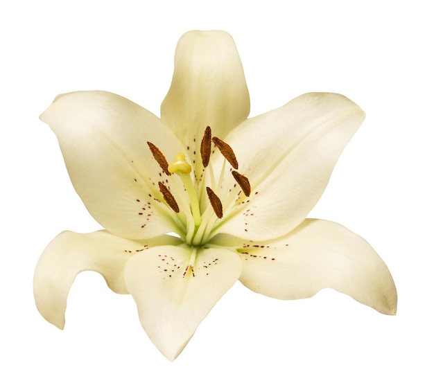 Elegant lily isolated on a white background Beautiful head flower Spring time summer Easter holidays Garden decoration landscaping Floral floristic arrangement