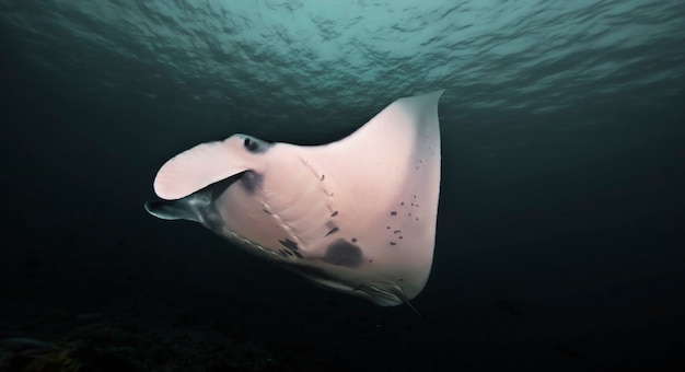 Elegant manta Ray floats under water. Giant ocean Stingray feeds on plankton. Marine life underwater in blue ocean. Observation of animal world. Scuba diving adventure in Caribbean, coast of Cuba