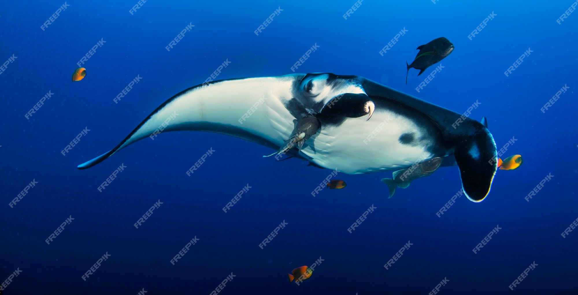 Premium Photo | Elegant manta ray floats under water. giant ocean stingray  feeds on plankton. marine life underwater in blue ocean. observation of  animal world. scuba diving adventure in sea of cortez, coast mexico
