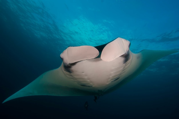 Elegant manta Ray floats under water