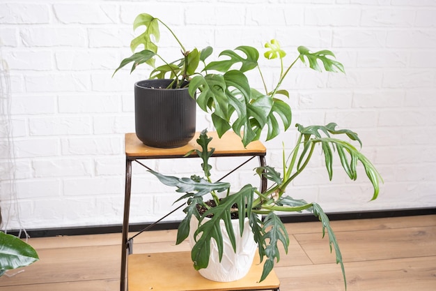 Elegant philodendron with carved leaves on a stand in interior on whtite brick wall Potted house plants green home decor care and cultivation