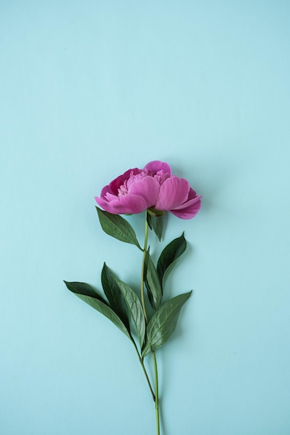 Elegant pink peony flower on blue background Flat lay top view delicate aesthetic minimalist floral composition