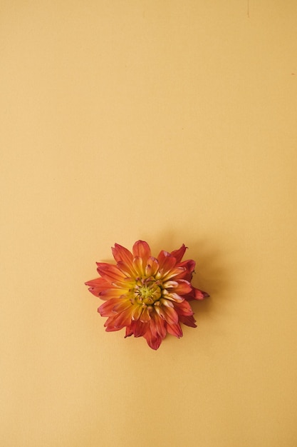 Elegant red dahlia flower bud on yellow background Flat lay top view delicate minimalist simplicity floral composition