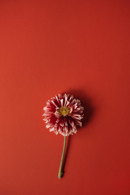 Elegant red dahlia flower on red background Flat lay top view delicate aesthetic minimalist floral composition