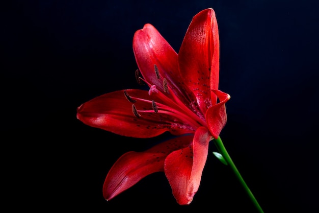 Elegant red lily close-up on a dark black background. A minimalistic photo for a poster.