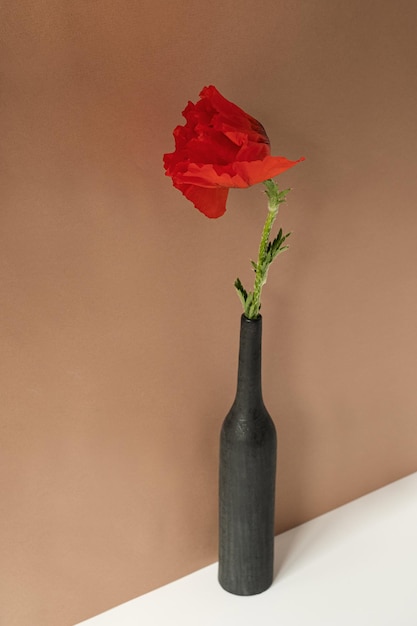 Elegant red poppy flower in black bottle against neutral tan beige brown background