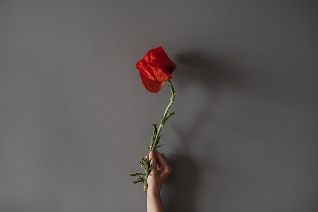 Элегантный красный цветок мака в женской руке на сером фоне Эстетическая минималистская цветочная концепция с копировальным пространством