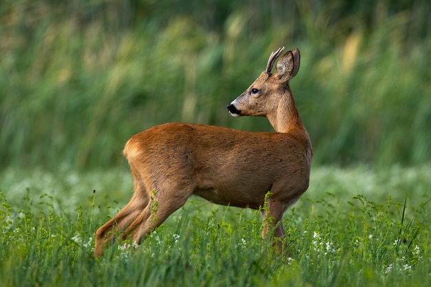 Elegant roe deer buck looking back over shoulder on green meadow in summer