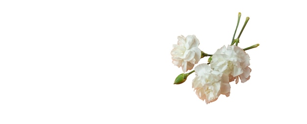 elegant and romantic white carnation flowers on transparent background