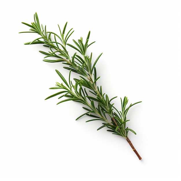 Elegant Rosemary Branch