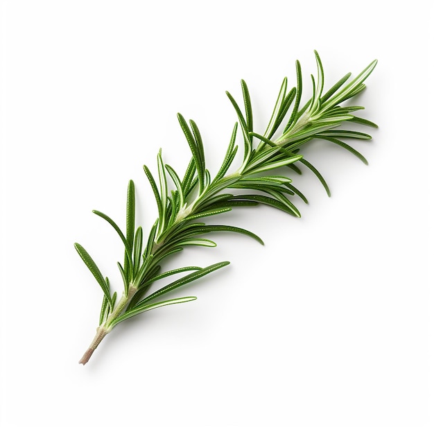 Elegant Rosemary Branch