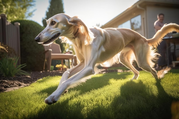 Elegant Saluki