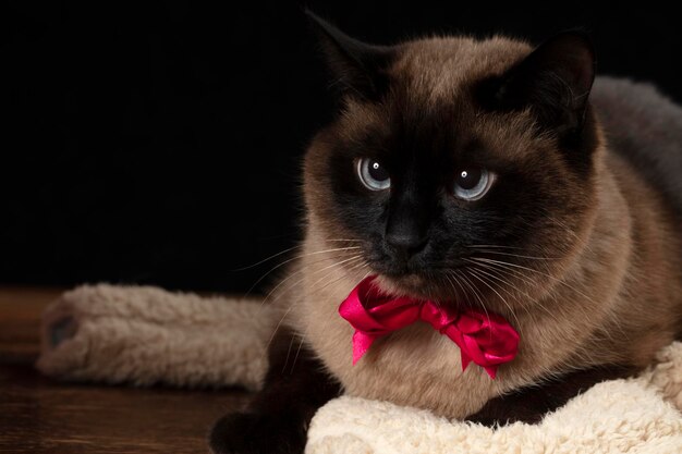 Elegant Siamese cat with a glamorous pink bow on a black background