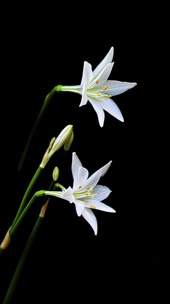 Photo elegant star of bethlehem flower