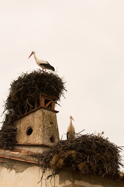 Elegant stork with its nest  