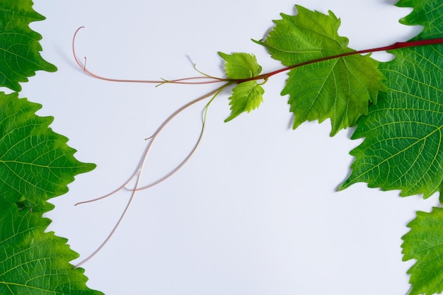 紙の上に美しい葉を残すエレガントなつる植物