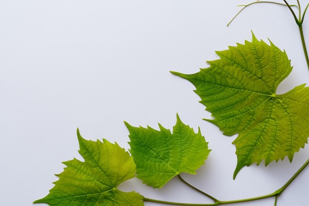 紙の上に美しい葉を残すエレガントなつる植物