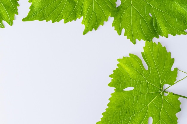 Photo elegant vine leaves beautiful foliage on paper