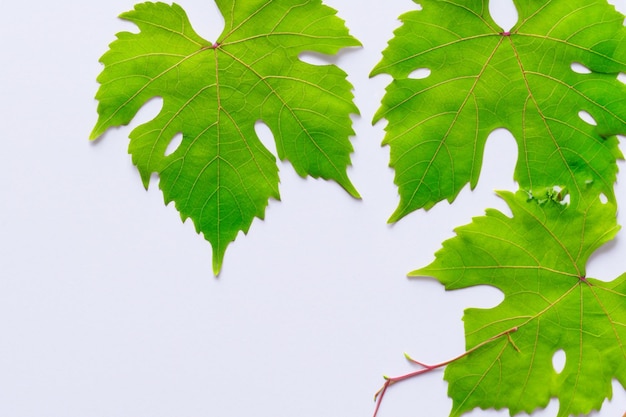 紙の上に美しい葉を残すエレガントなつる植物