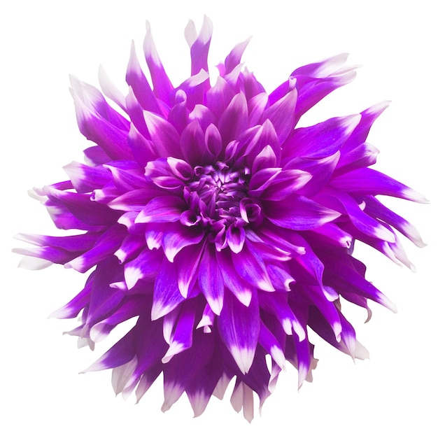 Elegant violet dahlia isolated on a white background Beautiful head flower Spring time summer Easter holidays Garden decoration landscaping Floral floristic arrangement