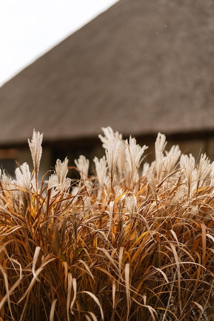 Elegant wedding decorations made of natural flowers