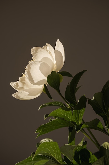 Elegant white peony flower in sunlight shadow on dark background Aesthetic bohemian luxury flowers composition