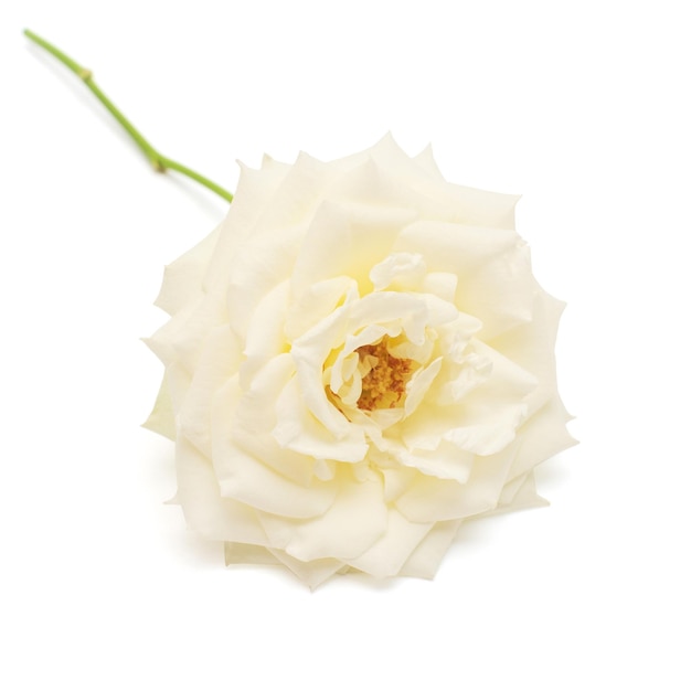 Elegante rosa bianca fiore isolato su sfondo bianco carta di nozze sposa saluto estate primavera vista piana laico superiore amore san valentino