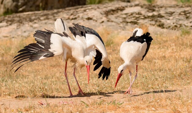 Elegant white stork  