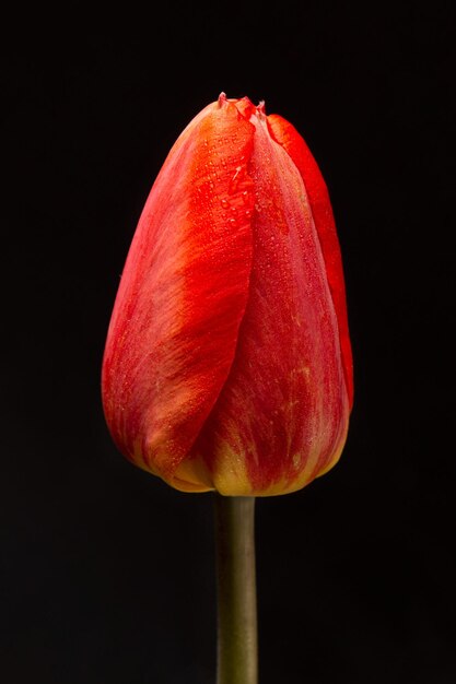 Elegant yellow tulip flower on a dark background