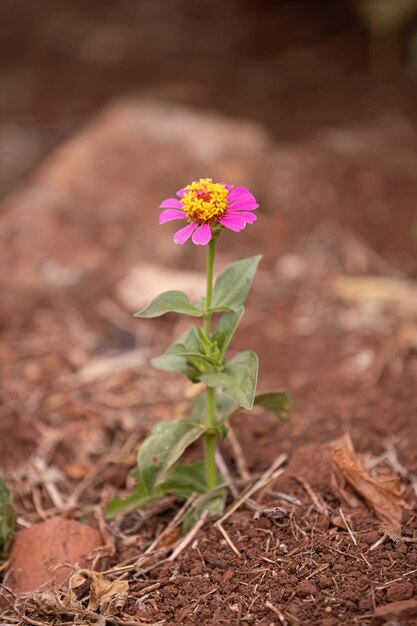 Фото Элегантная цинния цветок вида zinnia elegans.