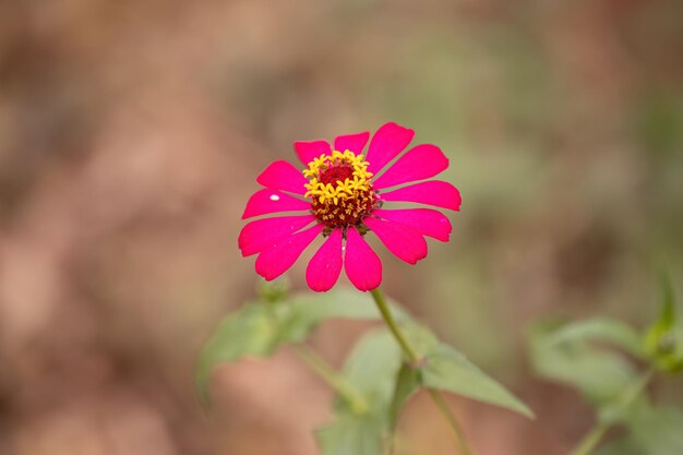 Photo elegant zinnia flower of the species zinnia elegans