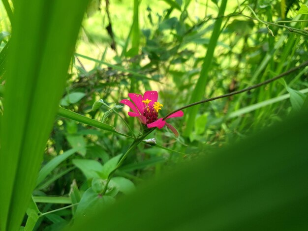 熱帯林の優雅な百日草の花背景に美しい晴れた日の写真