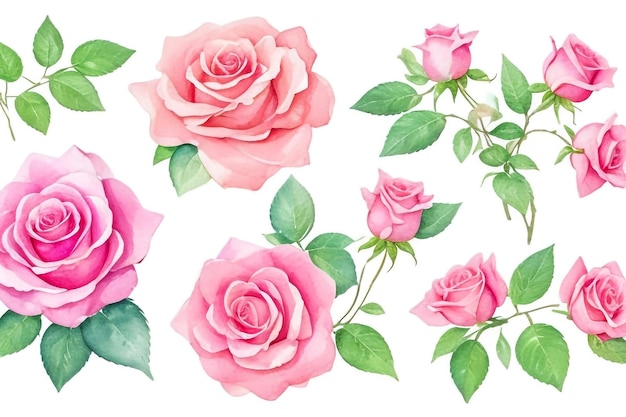 Elegante bloemen set Kleurrijke roze roos bloemen collectie met bladeren en bloemen tekenen aquarel
