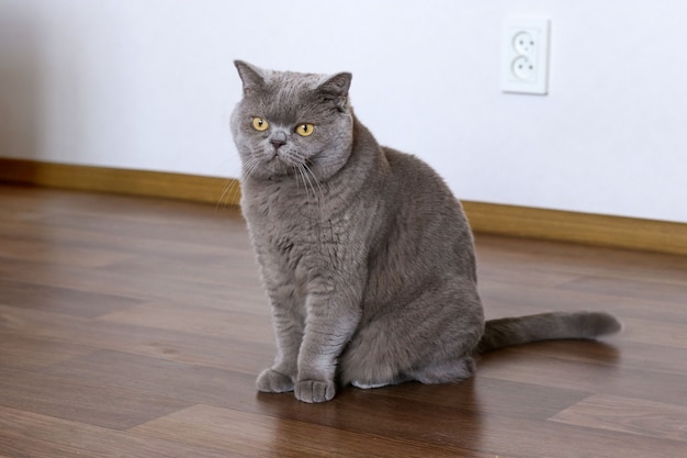 Elegante britse shorthair-kattenzitting op de vloer