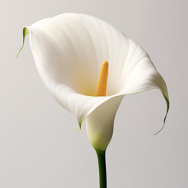 Elegante close-up foto van een witte calla lelie tegen een minimalistische witte achtergrond