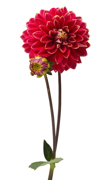 Elegante dahlia geïsoleerd op een witte achtergrond Mooi boeket bloem Lente tijd zomer Paasvakantie Tuindecoratie landschapsarchitectuur Bloemen floristisch arrangement