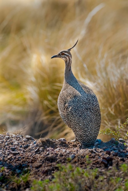 Foto elegante kuiftinamoe in pampas grasland omgeving la pampa provincie patagonië argentinië