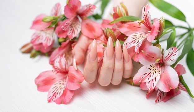 Elegante pastelroze natuurlijke manicure Vrouwelijke handen met bloemen alstroemeria