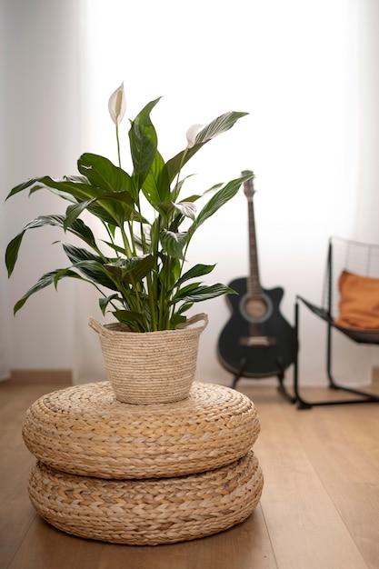 Foto elegante planten decoratie vaas