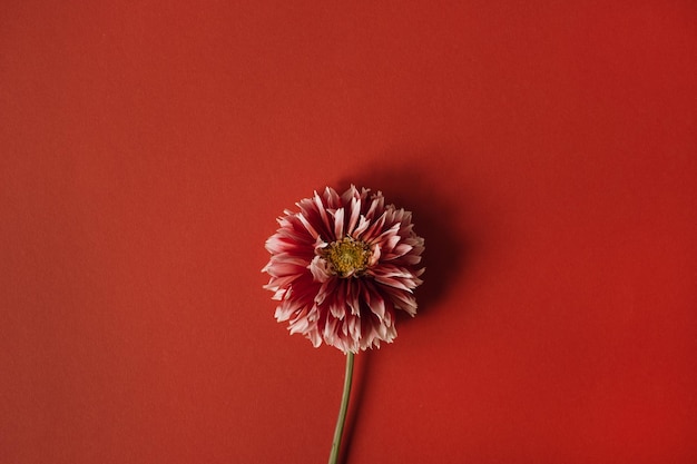 Elegante rode dahlia bloem op rode achtergrond Plat lag bovenaanzicht delicate esthetische minimalistische bloemensamenstelling