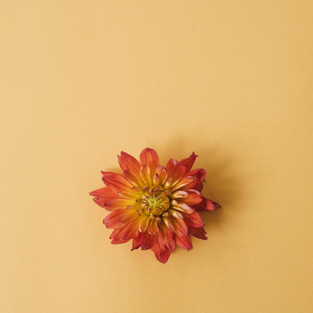 Elegante rode dahlia bloemknop op gele achtergrond Plat lag bovenaanzicht delicate minimalistische eenvoud bloemensamenstelling