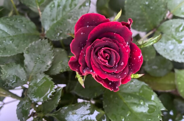 Foto elegante rode roos in volle bloei vangt de tijdloze schoonheid van de natuur.