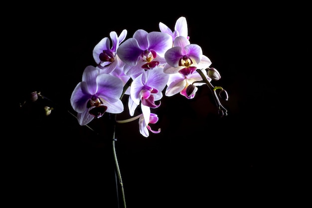 Elegante roze orchideeën die op zwarte achtergrond worden geïsoleerd