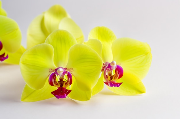 Elegante schoonheid gele orchidee op blanco papier